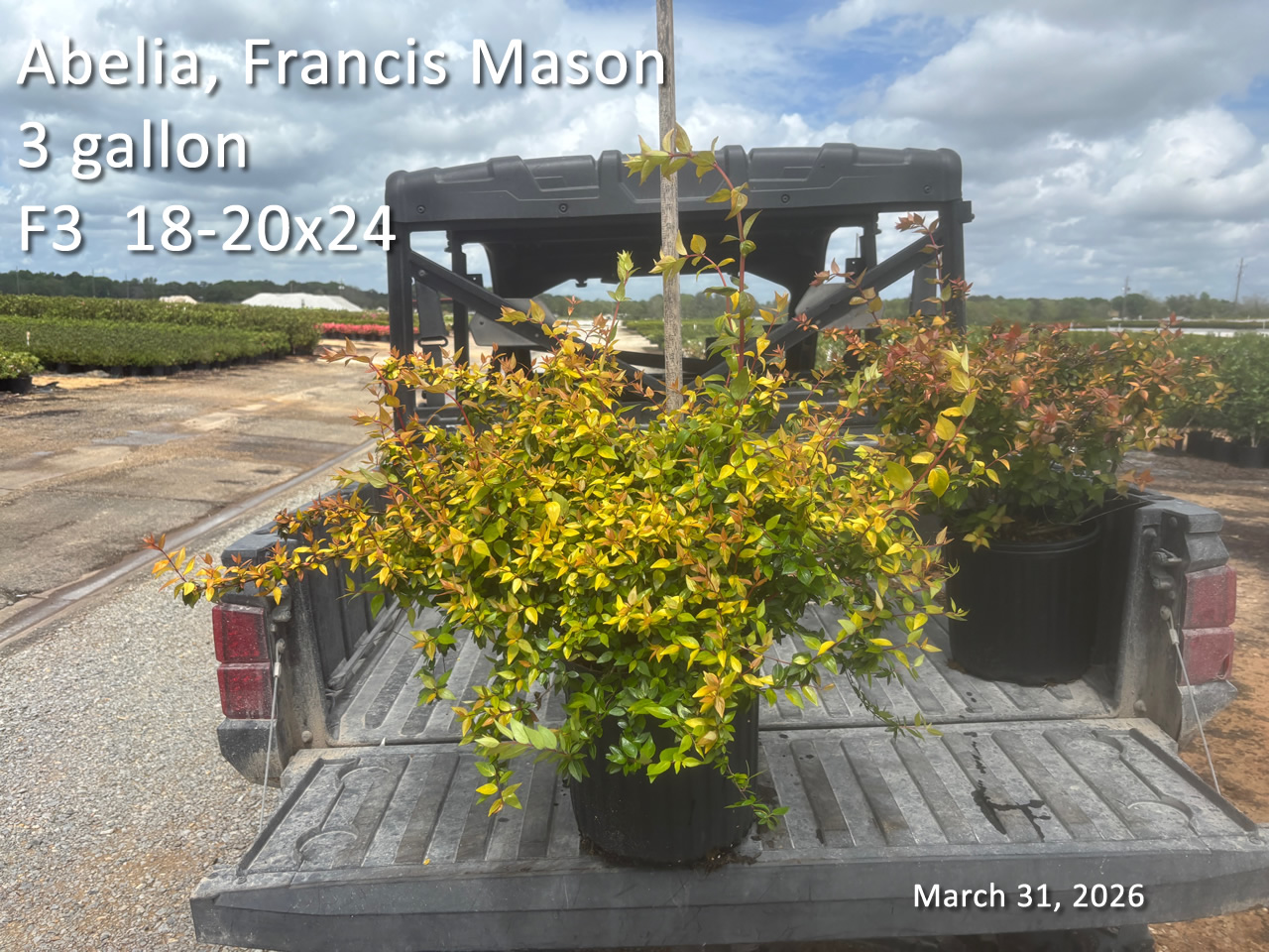 gallery/afm3 f3 mar31.jpg